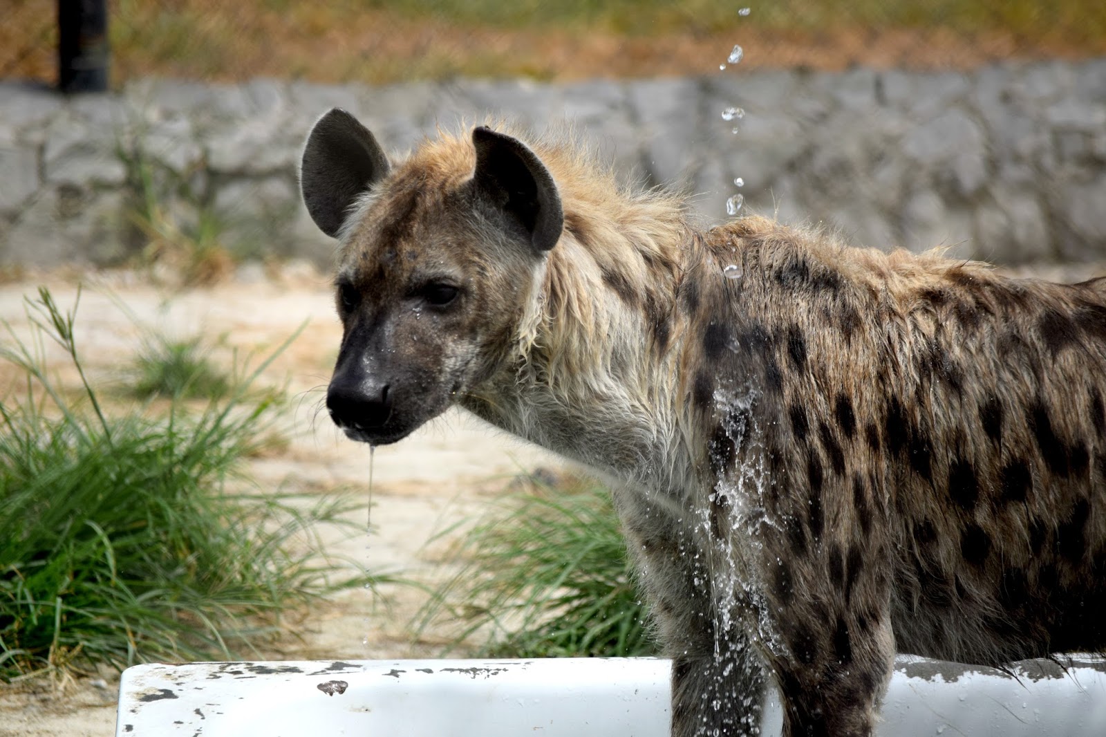 Omu_Resort_Hyena