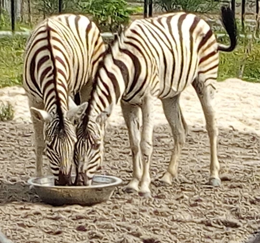 Omu_Resort_Zebras
